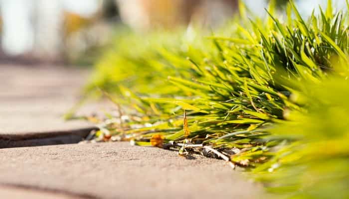Weeds Grow Through Resin Driveways