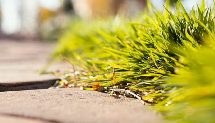 Weeds Growth in Resin Driveways